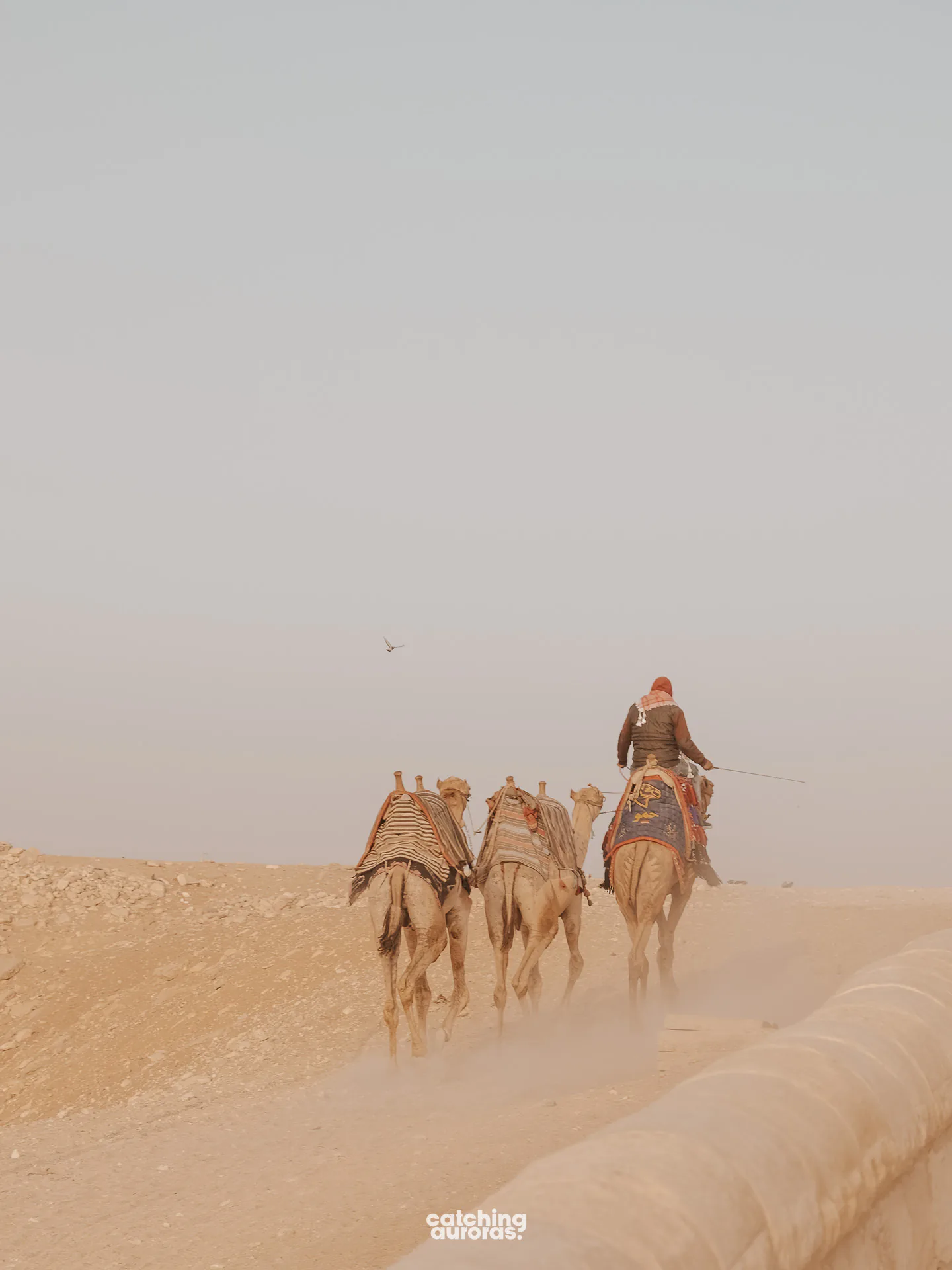 Camel rides in the desert near the Giza Pyramids