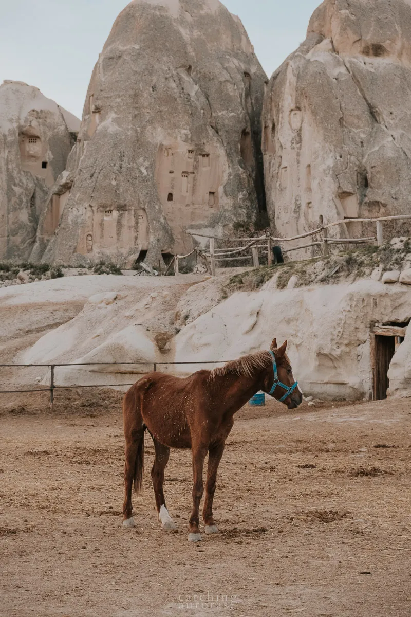 Horses at a Cappadocian stable
