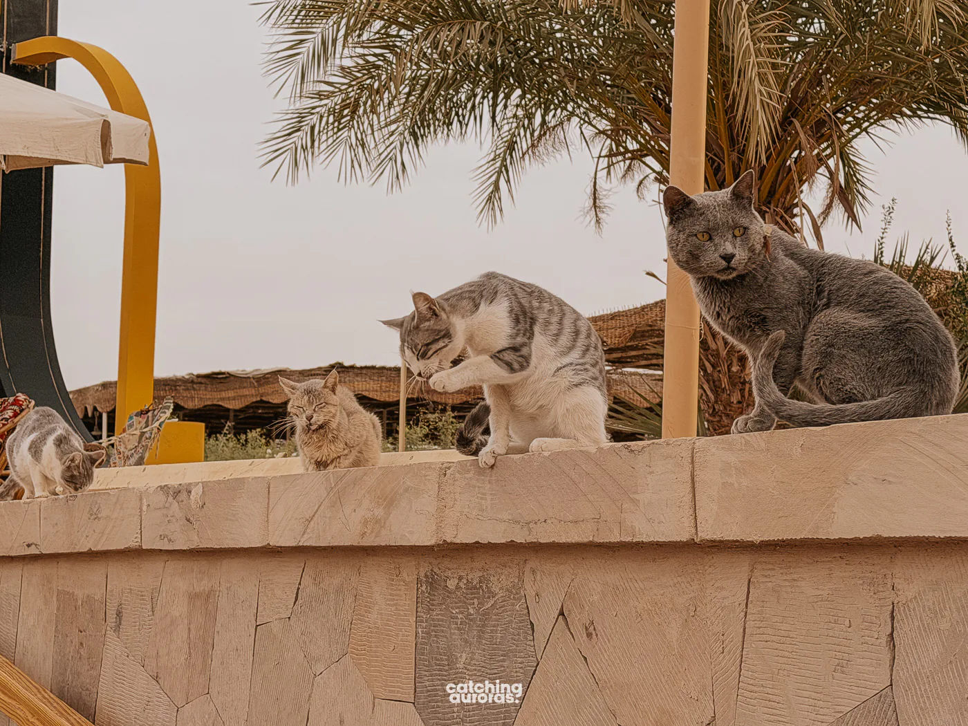 Cats at Philae Temple Aswan