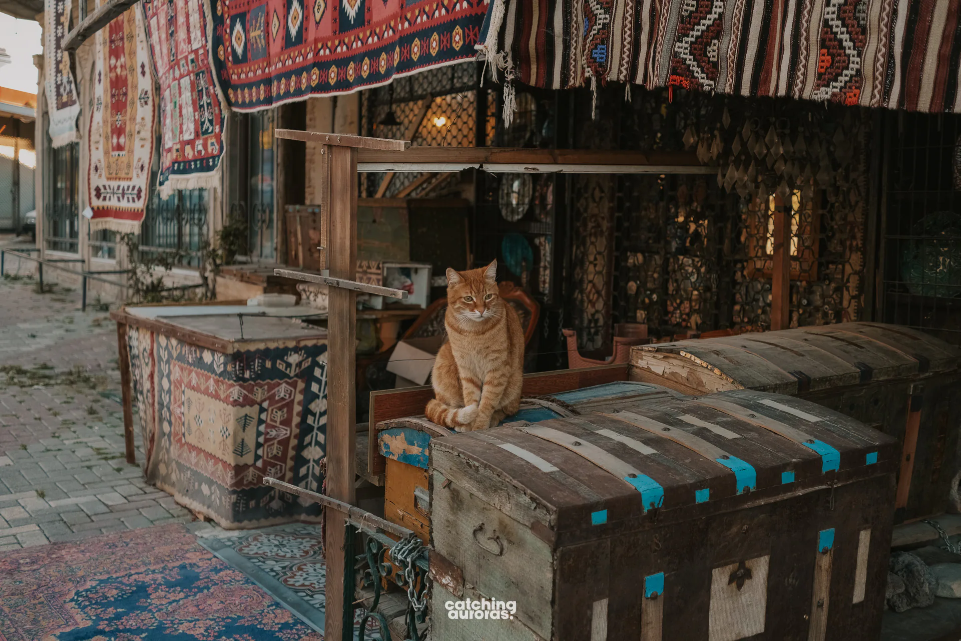 Cats of Bergama Turkey