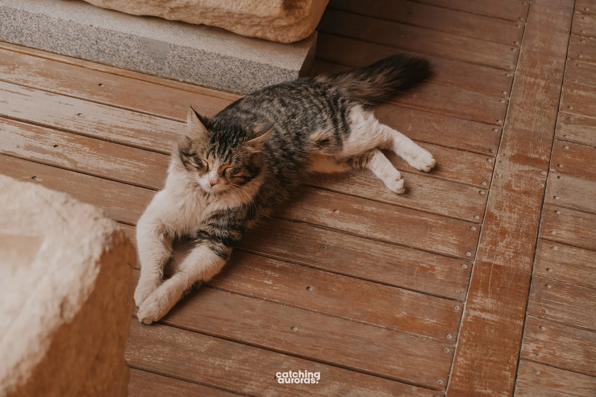 Cats of Ephesus