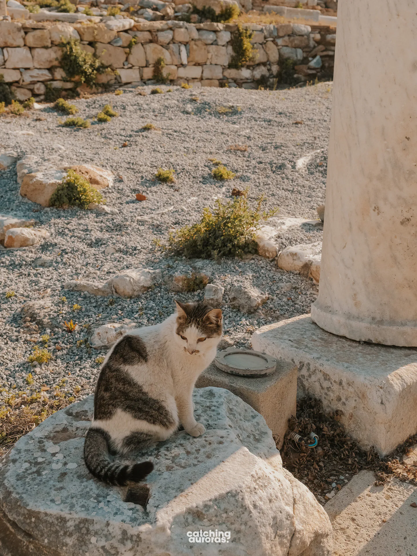 Cats of Ephesus in Ephesus turkey guide