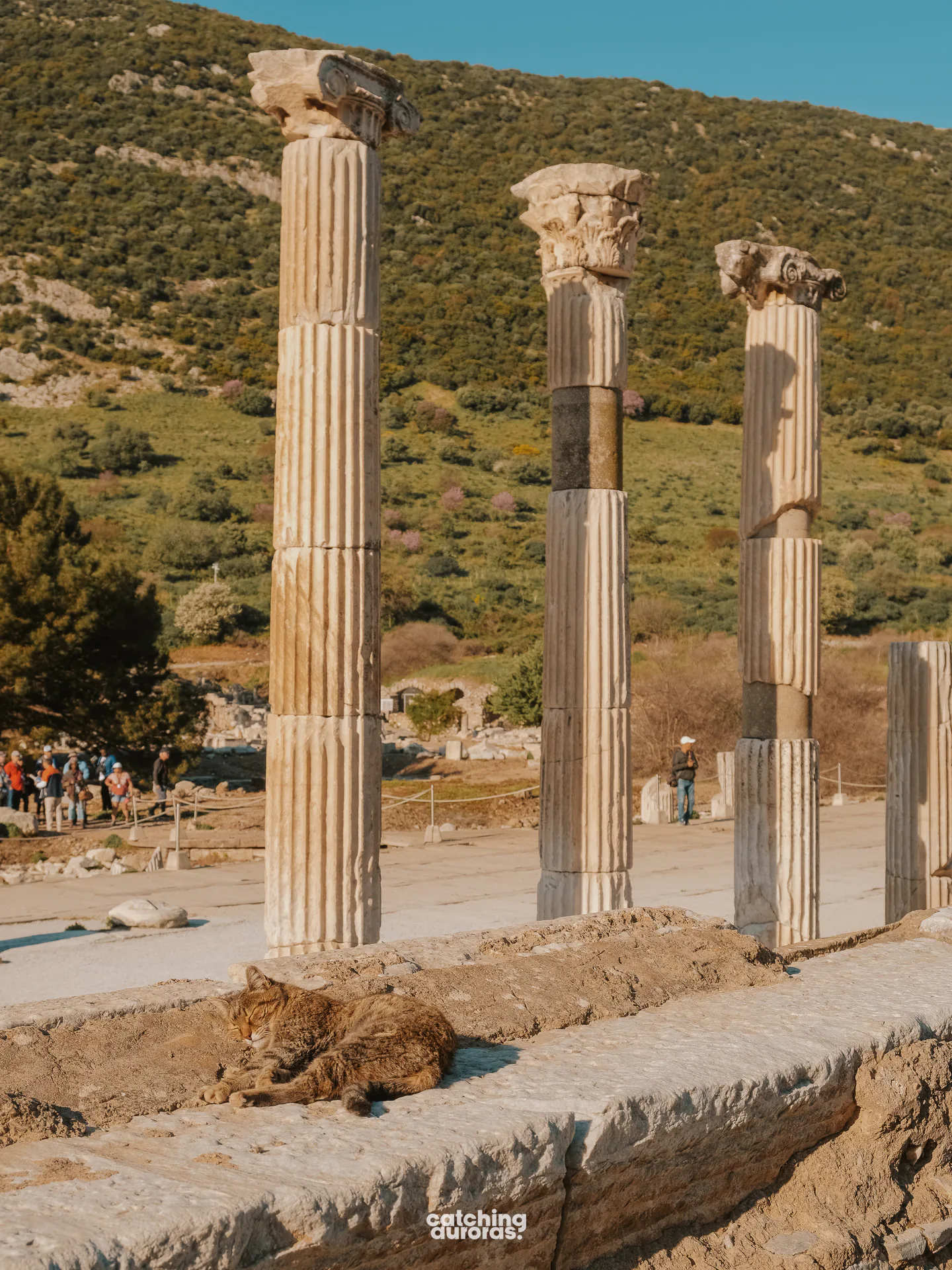 Cat in the Ephesus ancient city