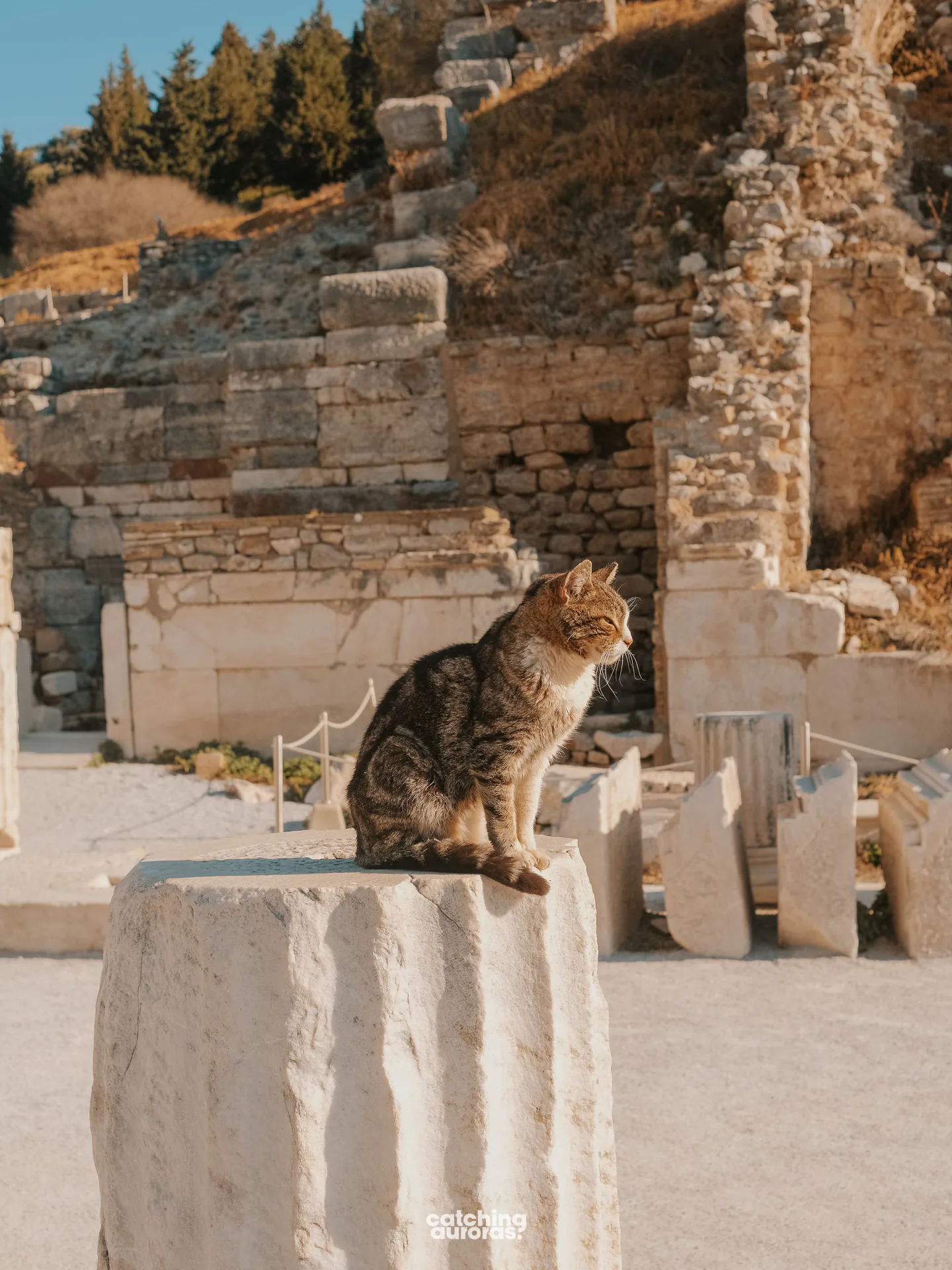 Cats of Ephesus in Ephesus Travel Guide