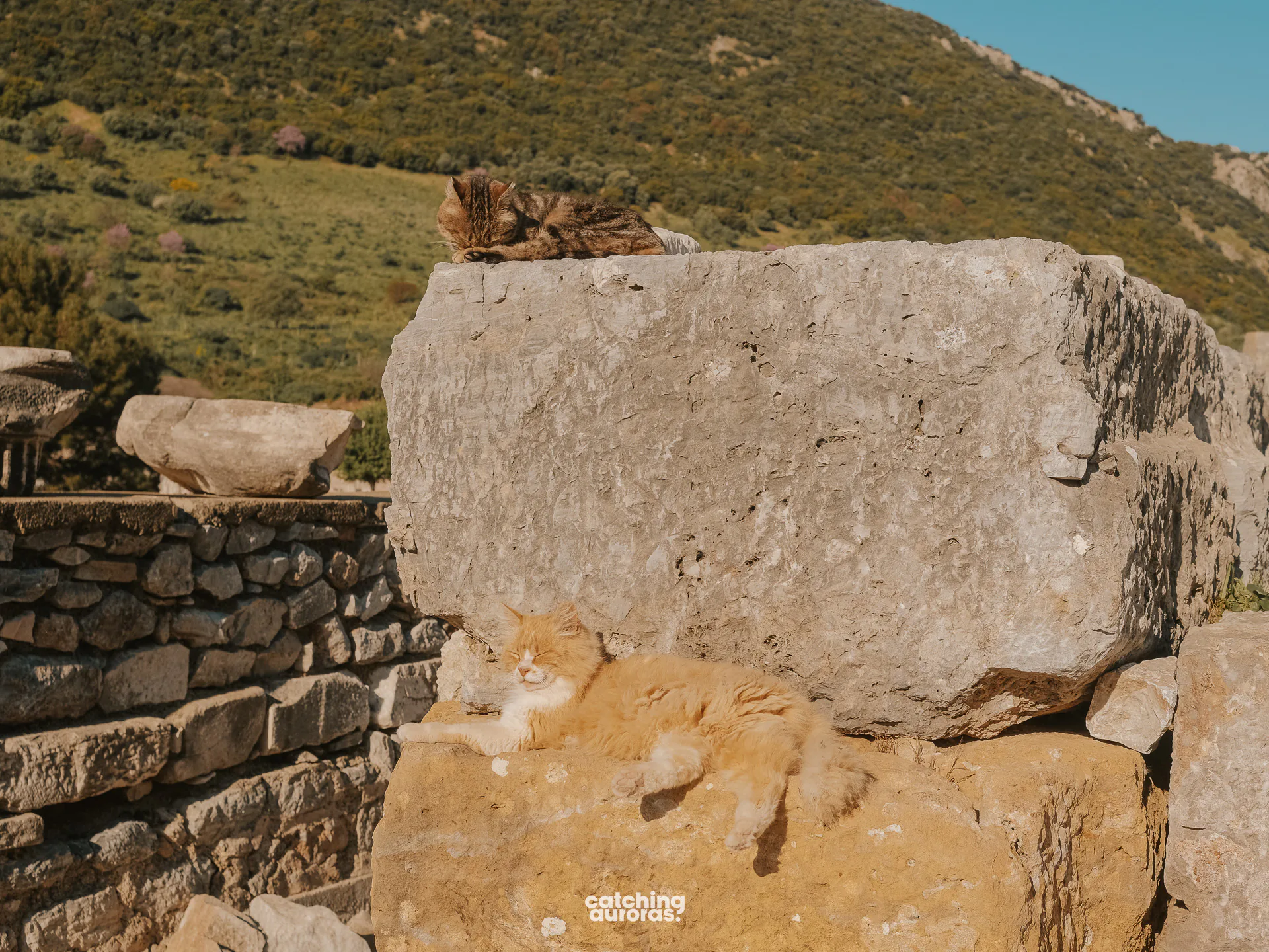 A cat in the Ephesus ruins