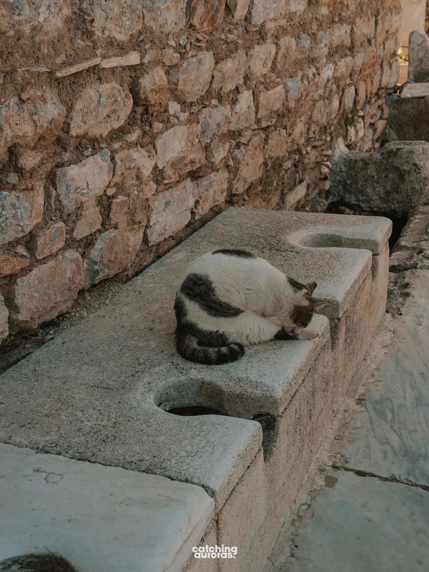 Cats of Ephesus