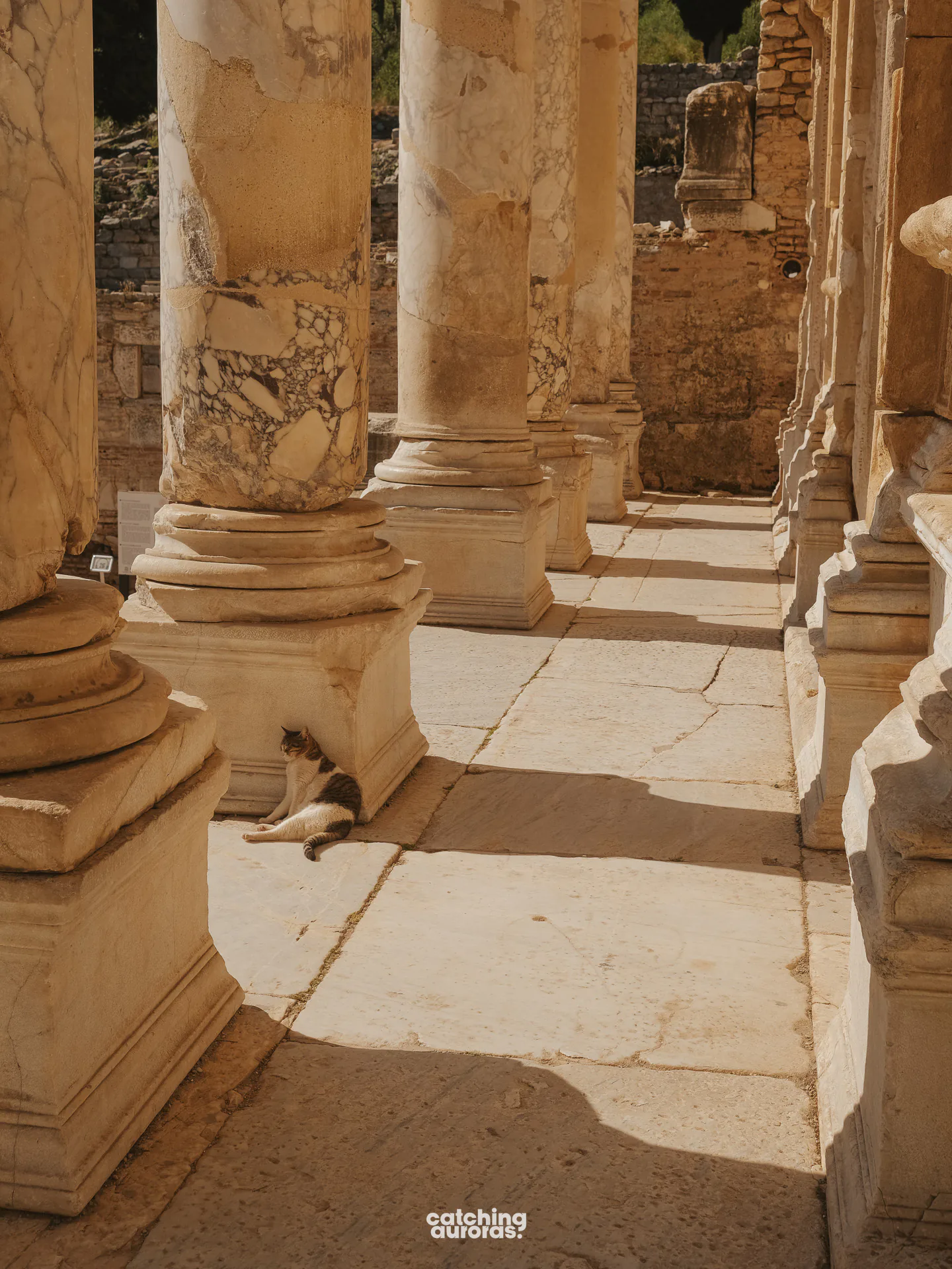 Cats of Ephesus