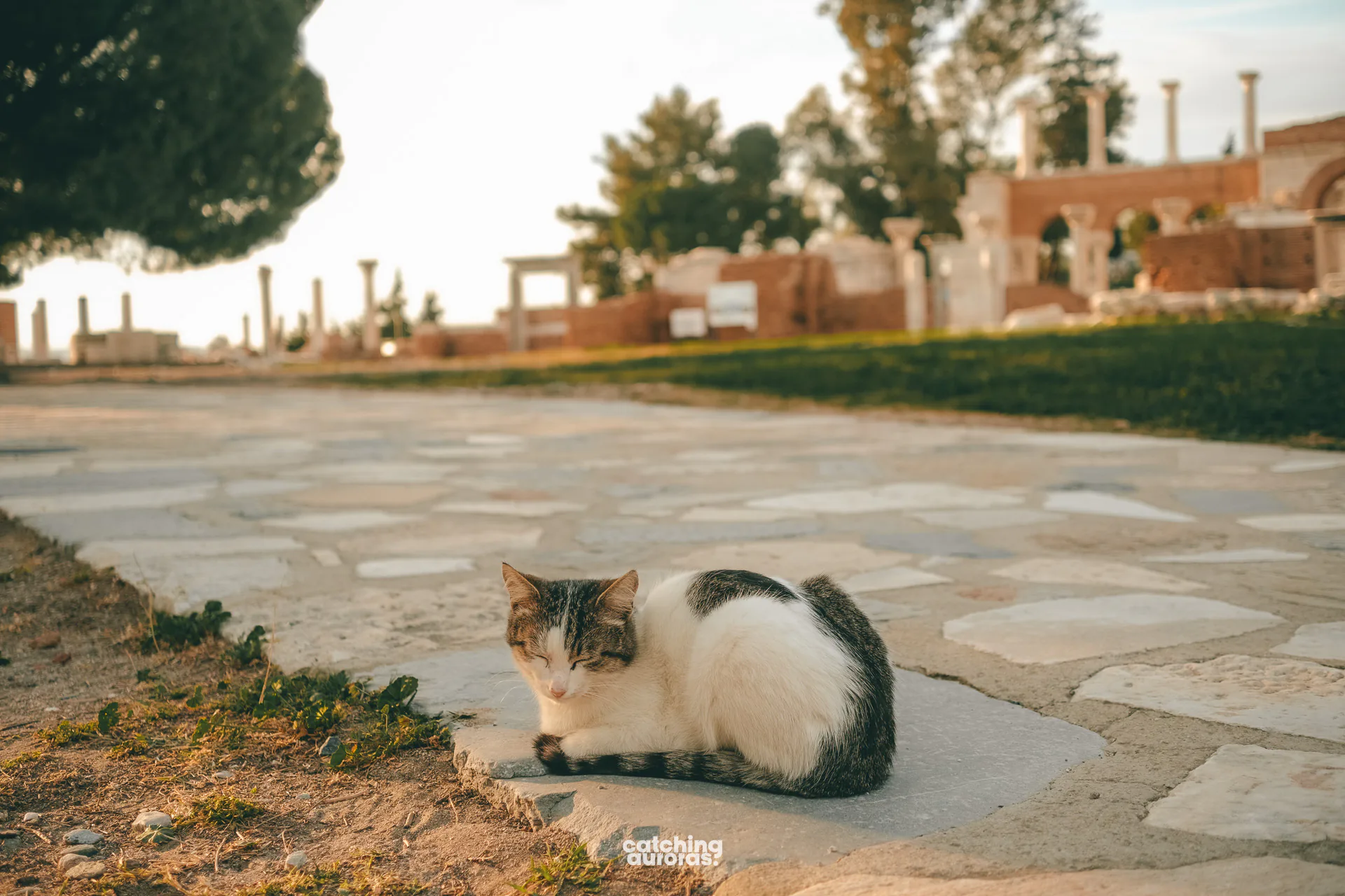 Cats of Ephesus