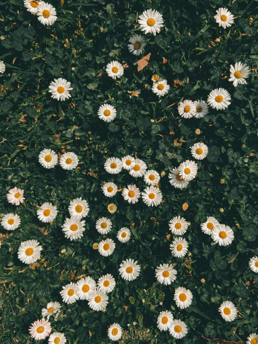 White daisies on a green lawn.