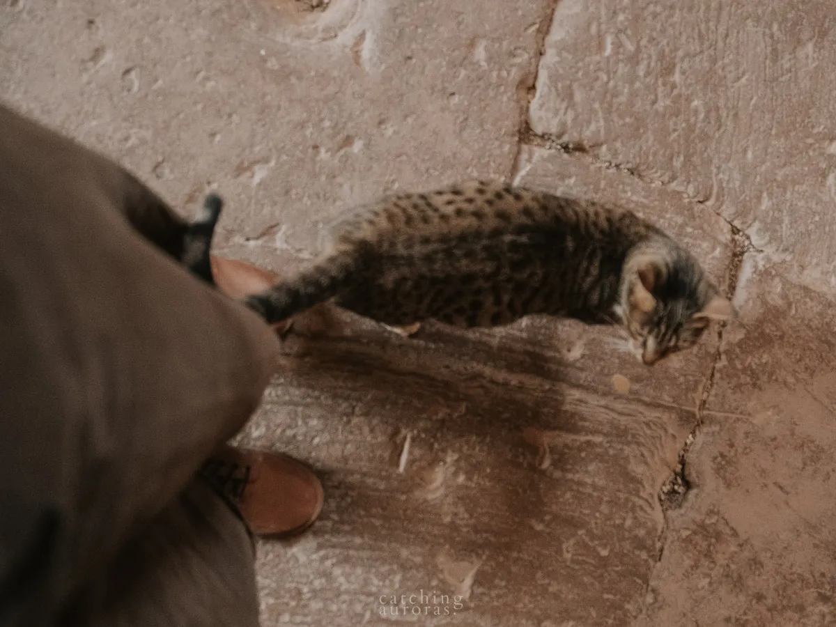 A cat circling my foot in the temple of Dendera Egypt