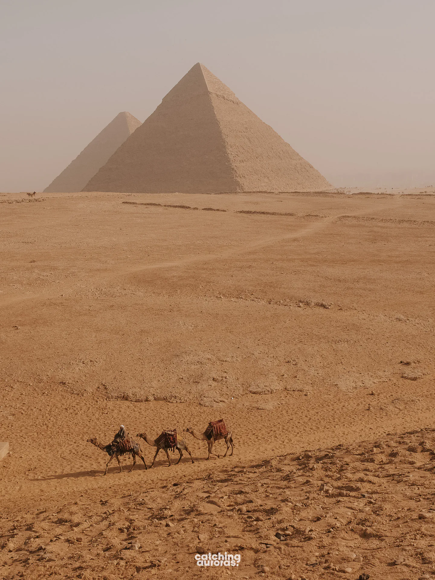 Camel rides in the desert near the Giza Pyramids
