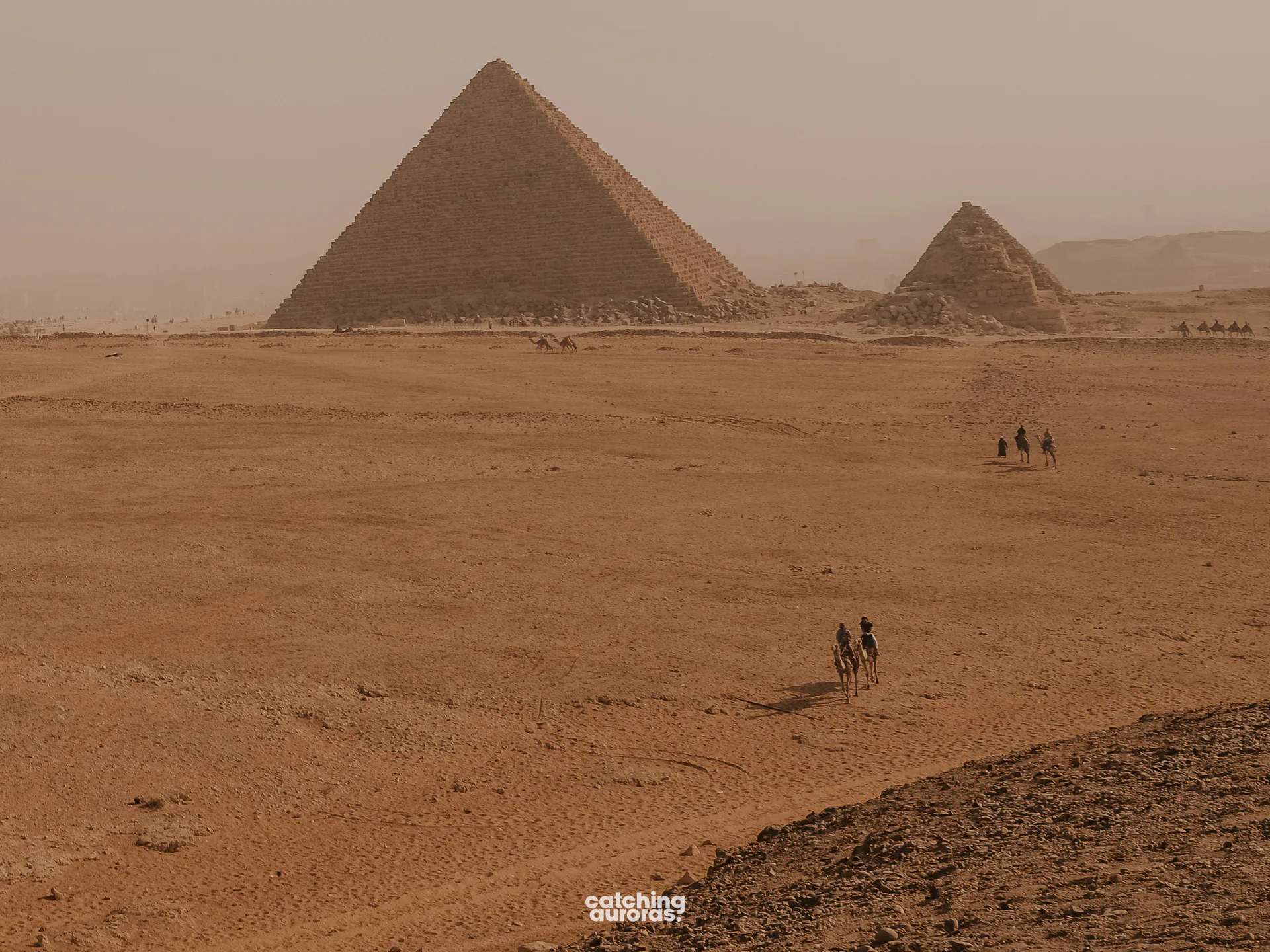 Camels in the desert near the Giza Pyramids