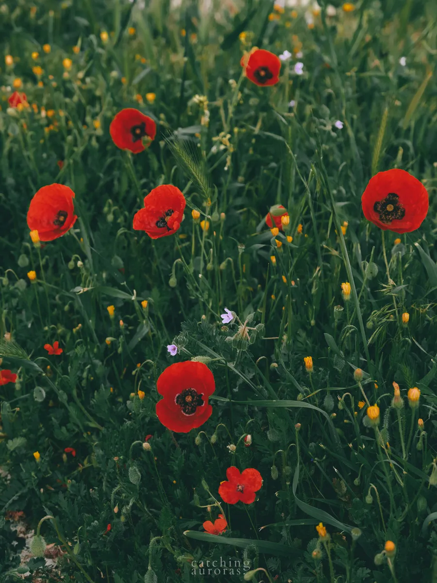 Red poppy flowers amidst a green field