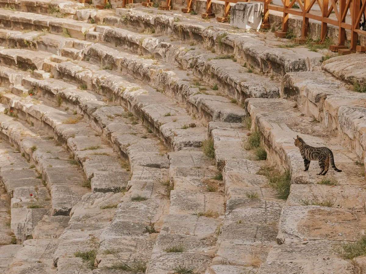 A cat stands looking over at an imaginary audience on the steps of the amphitheatre.