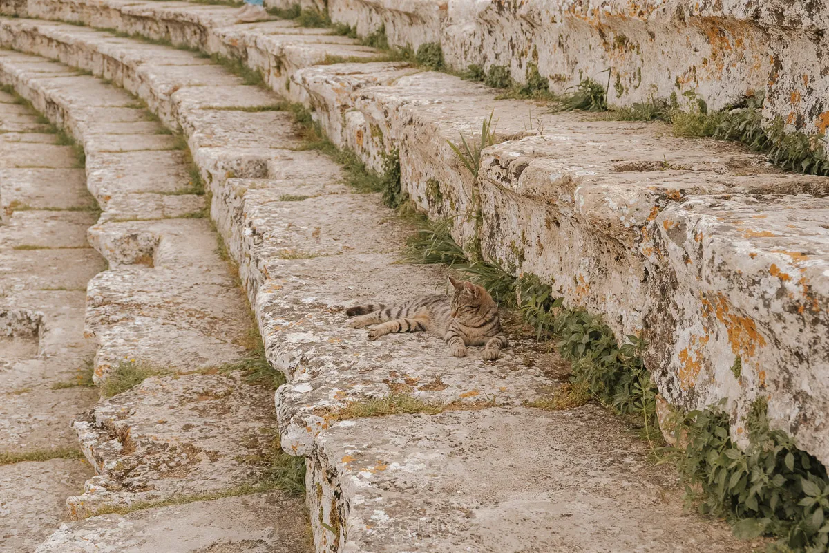 A cat lounges on the steps of an amphitheatre