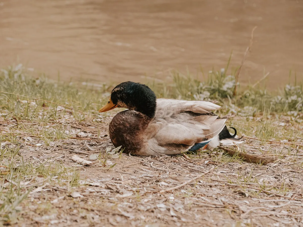 Duck seen at Ihlara Valley