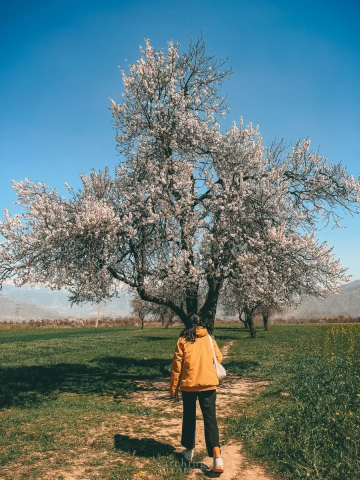 A girl in a yellow jacket walking towards a cherry blossom tree
