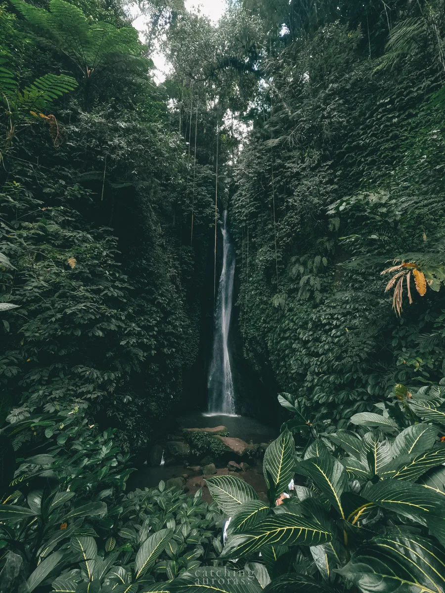 A thin waterfall flows down into the rocks surrounded by a lush green foliage