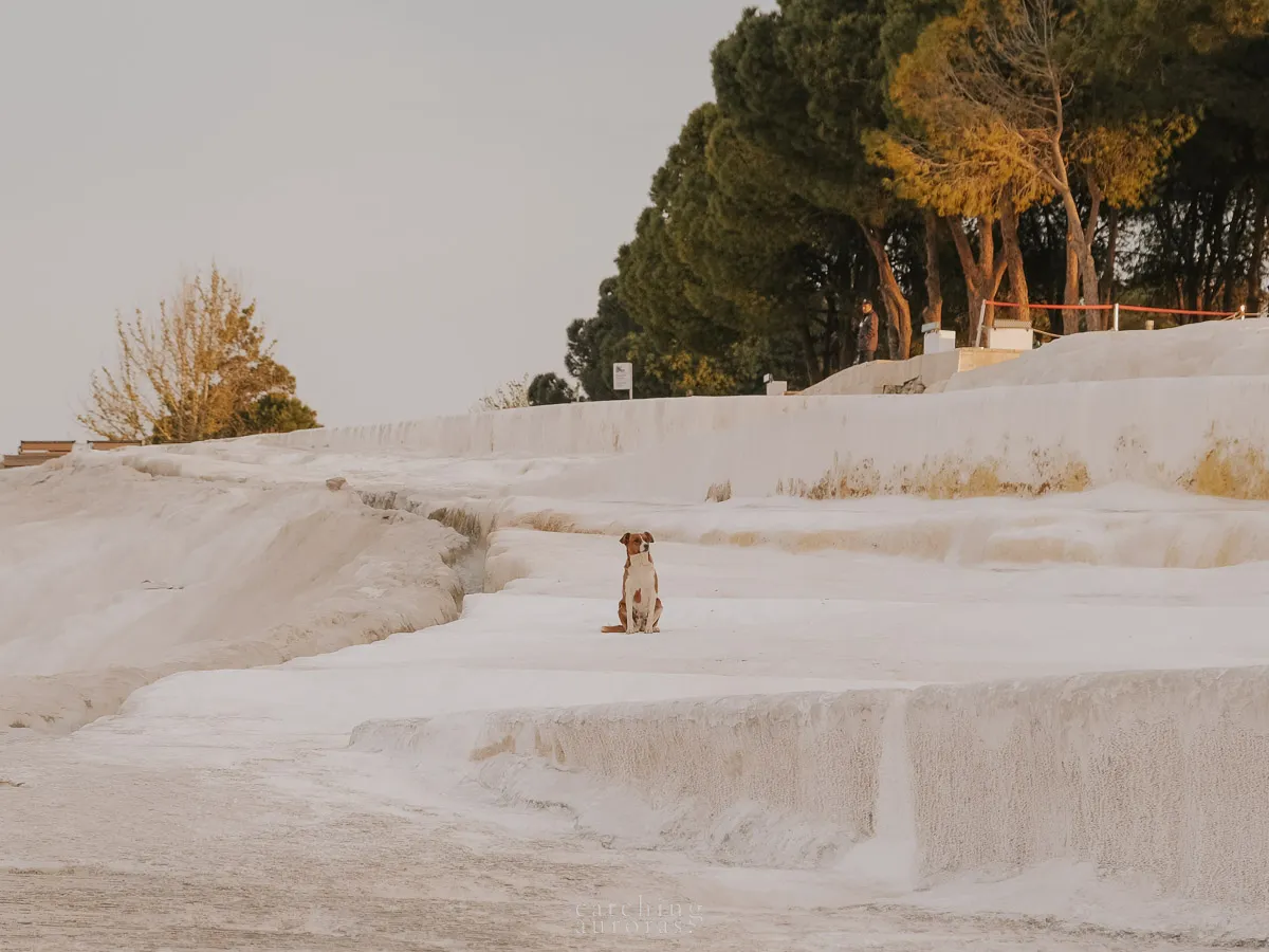 A dog sits and looks over the white pools of water in Pamukkale terraces