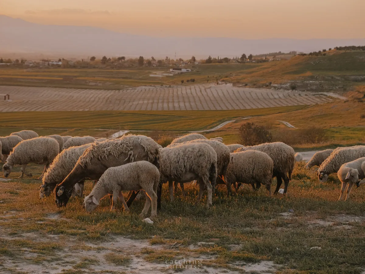 A photo of a flock of sheep eating grass on a green farm land