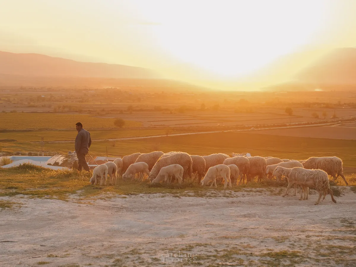 A shepherd walks with his flock of sheep looking over an idyllic landscape with the sun setting in the background