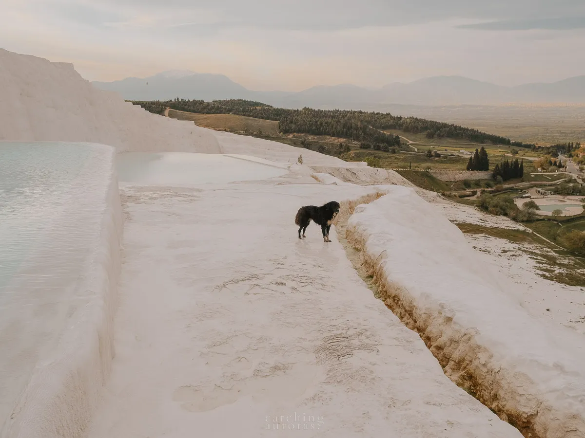 A dog is walking by the white pools of water in Pamukkale terraces