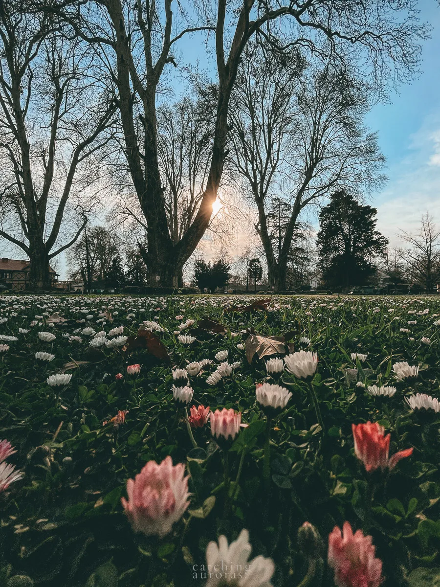 Tiny flowers (daisies) bursting into bloom on a green lawn with chinar trees in the background.