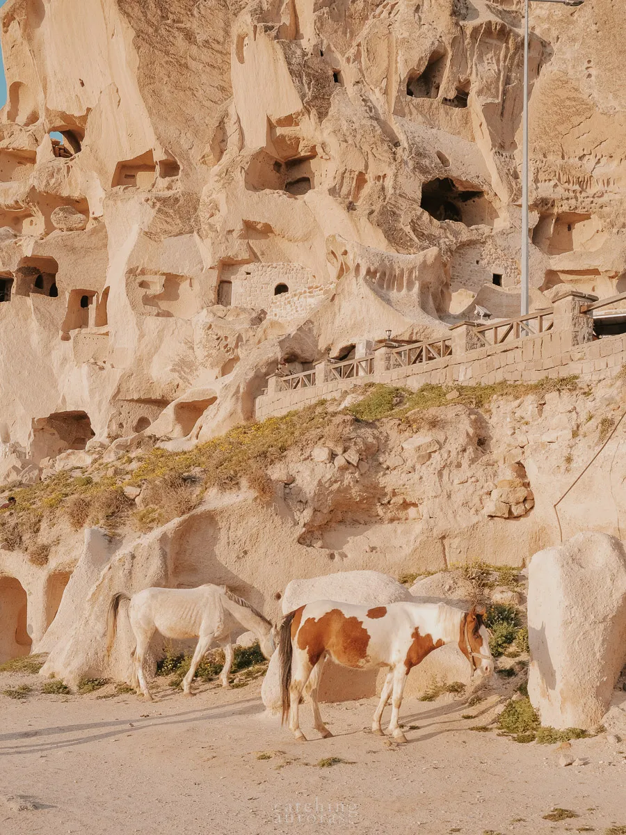 Horses at the Uchisar Castle